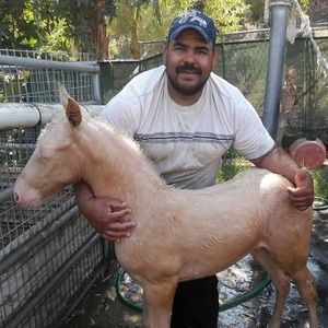 Meet your Posher, Armando